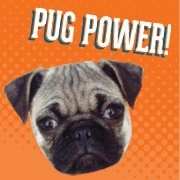 Pug Power Dog Days are Over